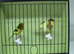 Pair Of Canaries £40 The Pair