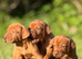 Show Bred, Docked Vizsla PUPPIES