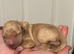 Labrador puppies