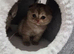 Scottish fold female