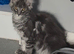 Beautiful TICA reg Maine coon girl kitten