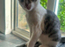 1 Beautiful, Affectionate Tabby Kittens Ready For a Loving Homes