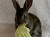 Rex Standard Rabbit, Bunnies, Kits available