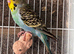 Budgies for sale