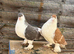 Pigeon