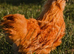 GOLD TOP hatching eggs SILKIE x LIGHT SUSSEX
