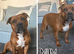 LAST ONE STUNNING RED STAFFORDSHIRE BULL TERRIER PUPPIES️️