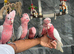 Baby Handreared Super Tame Cuddly Friendly Galah Cockatoo Parrot,24