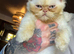 Persian kittens 1 boys 1 girls.