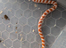 Amel female scaled corn snake (het scaleless)