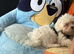 Bishon frise