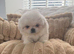Pekingese puppies