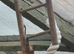 Bengalese finches
