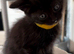Five beautiful kittens looking for their forever