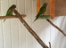 Moustache parrots