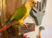 Gorgeous sun conure