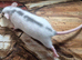 Baby Dumbo Rats