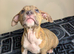 ️Only a few left️ Quality pocket bullies ready for forever homes now️