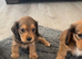Miniature long haired dachshund
