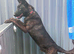 Beautiful Dutch shepherd