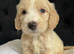 F1 cockapoo puppies