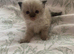 Ragdoll X Persian