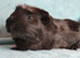 Cute pair of dark beautiful boy guinea pigs ready now