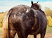 Stunning snowflake Appaloosa colt
