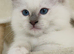 Lilac point male ragdoll Fully vaccinated Ready Now !