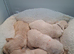 Golden Retrievers - Ready Sep 6th