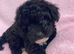 Toy poodle cross ship Tzu