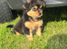 Pomeranian pup urgent