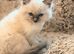 Beautiful Ragdoll Kittens – Ready for Their New Homes