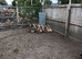 POL Indian Runner Ducks