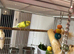 Budgie