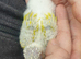 Hand reared baby suncheek conures