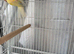 Canary’s