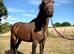 Welsh X Filly to make 14.2