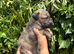 Deerhound X Greyhound