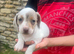 MINATURE DASCHSHUND PUPPIES READY TO GO NOW