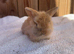 Exceptional mini lop (1 boy available)