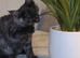 Maine Coon girls
