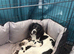 Springer pups for sale
