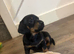 Female Miniature Dachshund Pup