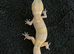 Albino leopard gecko cb26