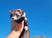 Eu/polecat mitt jill- lovely temperment- 14months old