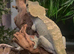 Females crested geckos and exo terra