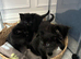 &zwj; four beautiful ghost tabby&rsquo;s for sale&zwj;