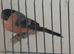Young Bullfinches coke for sale 2026 for sale