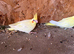 Mixed cockatiels for sale